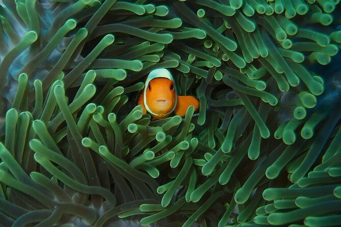 2 or 3 dives in Nusa Lembongan and Penida, for certified diver (in Lembongan) - Exploring the Dive Itinerary: What You Can Expect