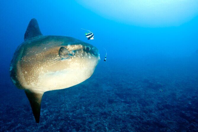 2 or 3 dives in Nusa Lembongan and Penida, for certified diver (in Lembongan) - FAQ