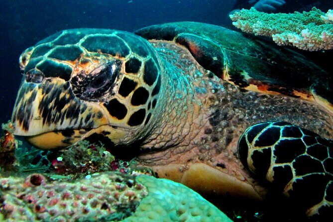 2 PADI Certified Dives at Tulamben from Bali - Key Points