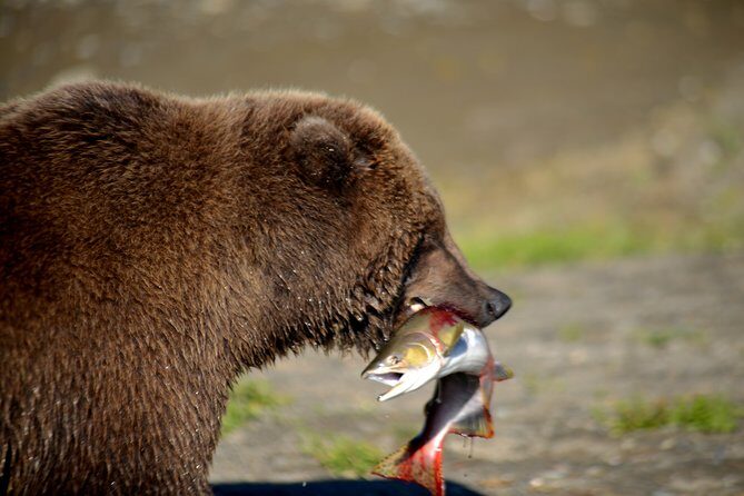 2 Park Bear Viewing Adventure to Katmai and Lake Clark NP - Why This Tour Is Worth It