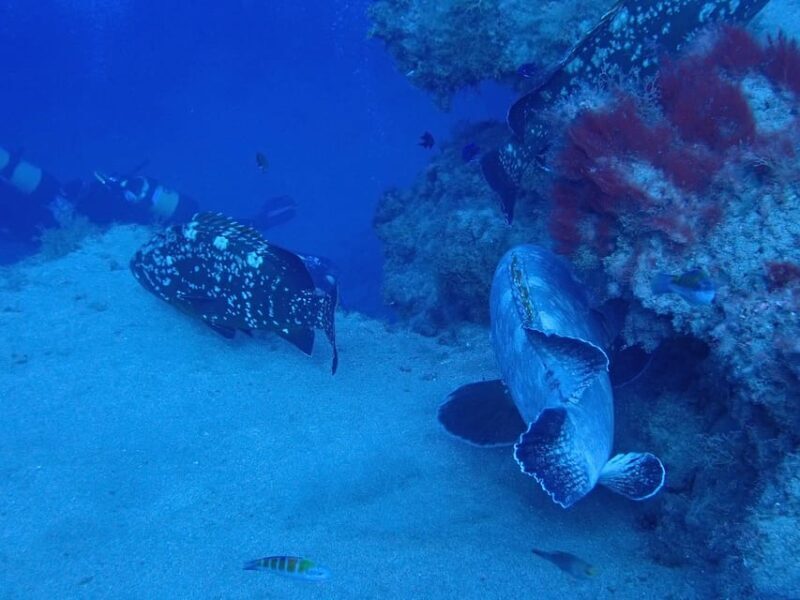 2 PRIVATE GUIDED DIVES - A Detailed Look at the Private Guided Dives in Lanzarote