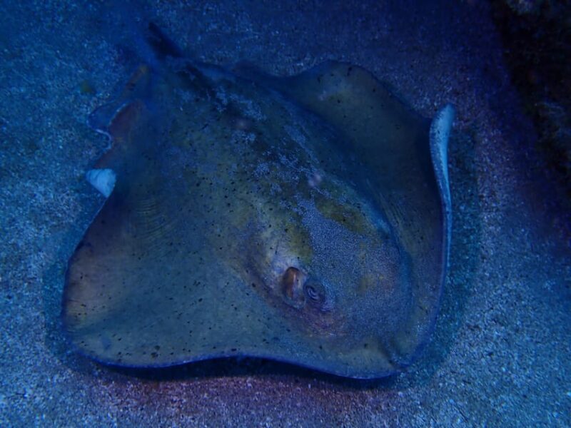 2 PRIVATE GUIDED DIVES - Final Thoughts