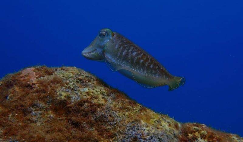 2 PRIVATE GUIDED DIVES - FAQs