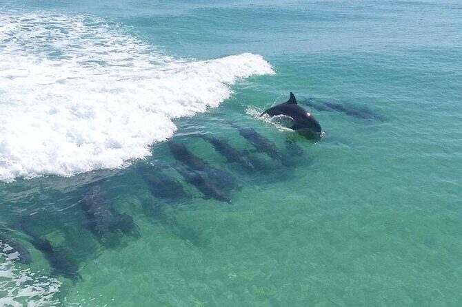 2-Stop Snorkeling and Dolphin Cruise from Destin - Detailed Review of the 2-Stop Snorkeling and Dolphin Cruise from Destin