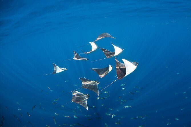 2 Tank Combo Cabo Reserve & Corridor, certified divers with MANTA - The Experience in Detail