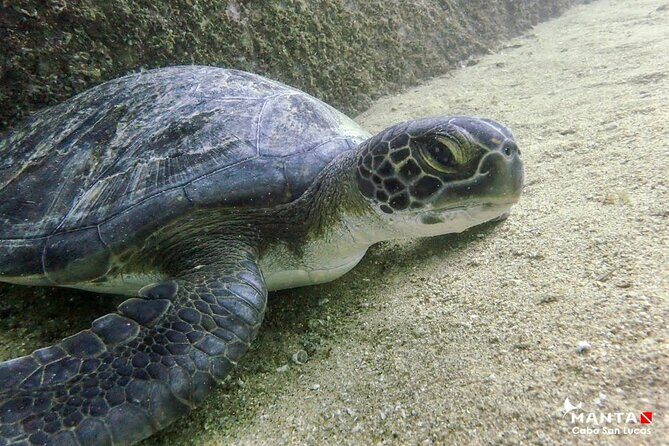 2 Tank Combo Cabo Reserve & Corridor, certified divers with MANTA - Who Should Consider This Tour?