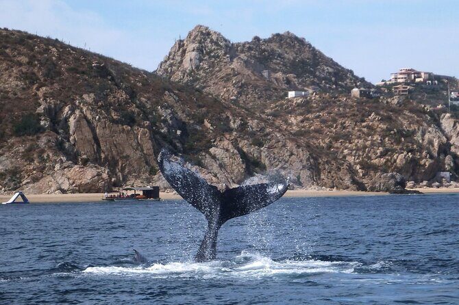 2 Tank Combo Cabo Reserve & Corridor, certified divers with MANTA - Final Thoughts: Is It Worth It?