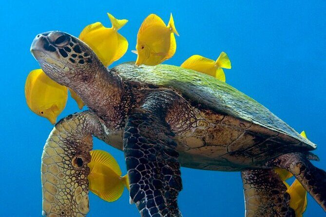 2-Tank Daytime Scuba Dive Boat Trip - A Closer Look at the 2-Tank Daytime Scuba Dive Experience
