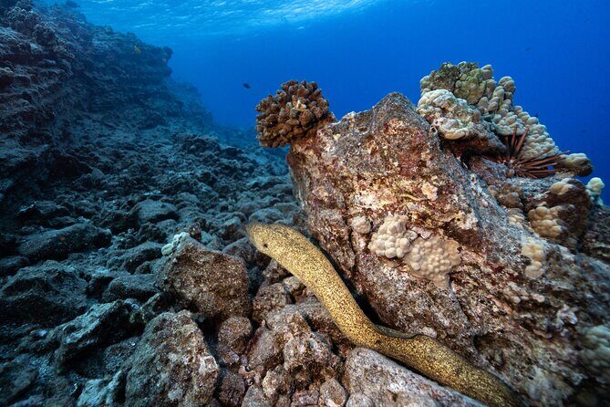 2-Tank Dive Featuring the Molokini Crater - FAQs