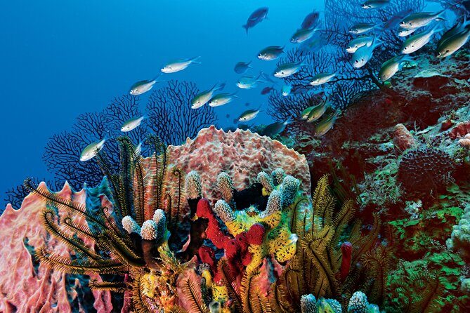 2 Tank Dive (for certified divers) - The Sum Up: Who Should Book This Dive?