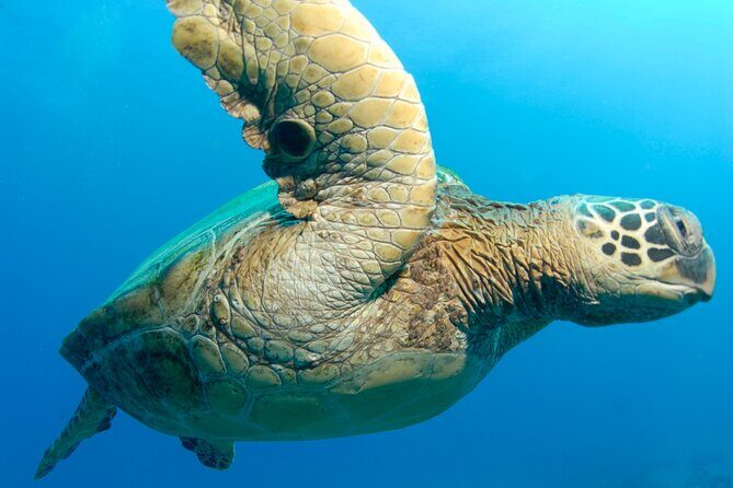 2-Tank Dive K2 Power Catamaran featuring the Molokini Crater - The Sum Up: Is the 2-Tank Dive K2 Power Catamaran Worth It?