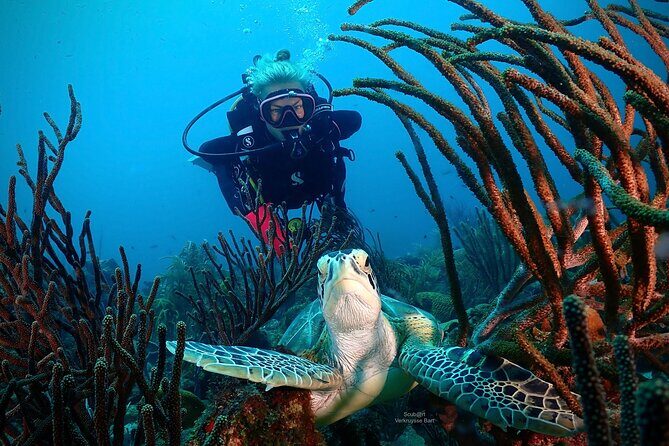 2 Tank Guided Dive half-day - Final Thoughts: Who Will Love This?