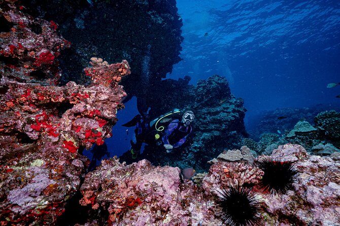 2 Tank Lanai Cathedral Scuba Dive Via Boat for Certified Divers - Marine Life and Visibility