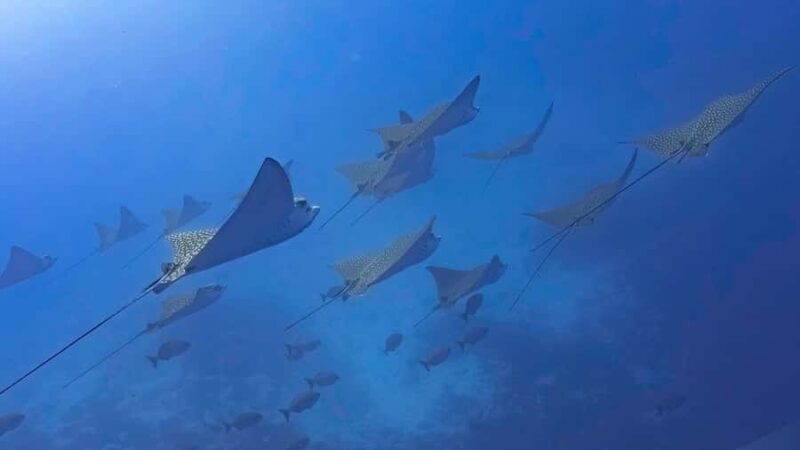 2 Tank Morning Cozumel Dives for Certified Divers - In The Sum Up: Who Should Consider This Tour?