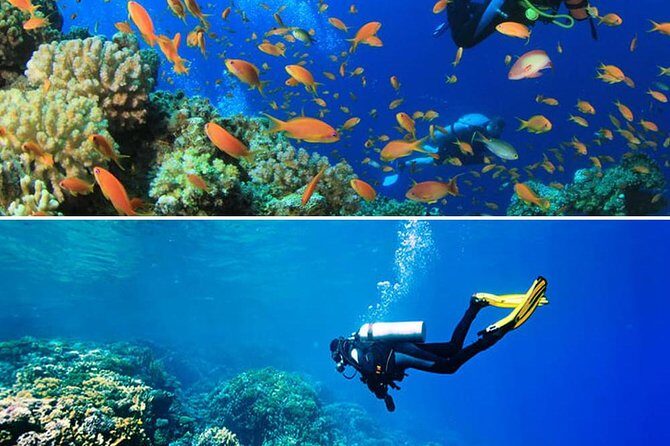 2 Tank Roatan Fun Dive, Boat Sightseeing Tour, including ground transportation - Key Points
