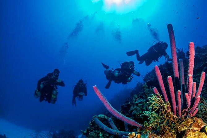 2 Tank Roatan Fun Dive, Boat Sightseeing Tour, including ground transportation - Frequently Asked Questions