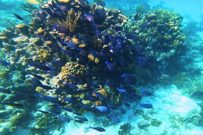 2 Tank Roatan Fun Dive, Boat Sightseeing Tour, including ground transportation - Final Thoughts