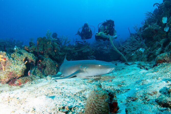 2-Tank Scuba Boat Trip in World-Class Sites @ Copamarina - A Closer Look at the 2-Tank Scuba Boat Trip @ Copamarina