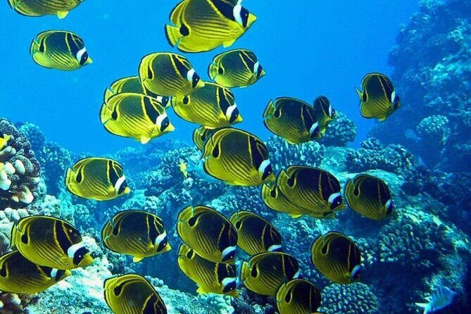 2 Tank Shore Dive at Sea Turtle Cove - Key Points