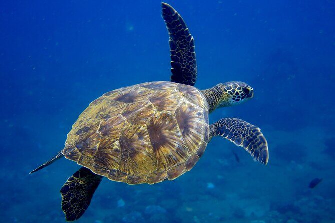 2 Tanks Scuba Dive Kaua'i from a Boat - FAQs
