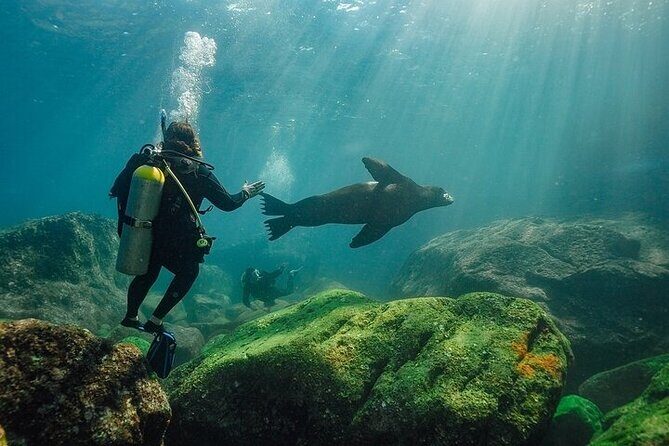 2 Tanks Scuba Diving in La Paz - A Natural Explorer’s Guide to 2 Tanks Scuba Diving in La Paz