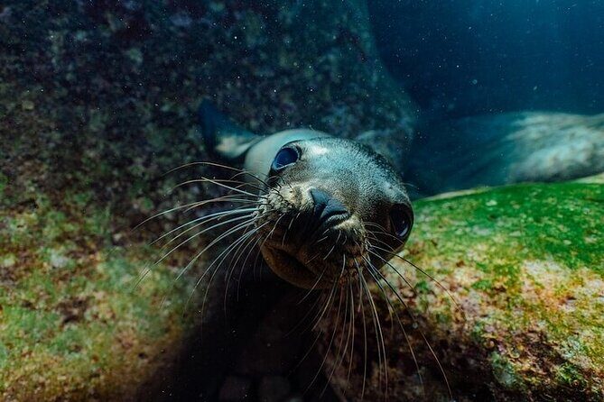 2 Tanks Scuba Diving in La Paz - Final Thoughts