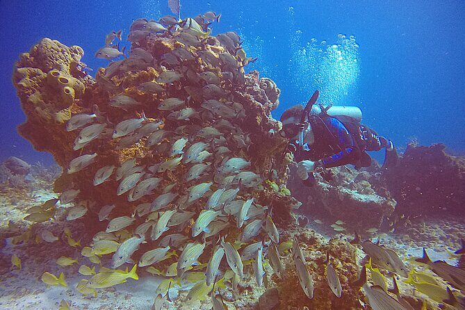 2 Tanks Scuba Diving in Punta Cancun Reefs for Certified Divers - Key Points