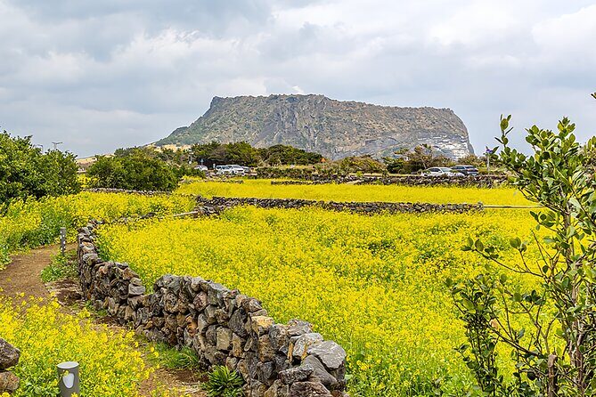2025 Cherry Blossom East Day Tour in Jeju with UNESCO - FAQ Section