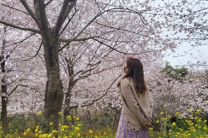2025 JEJU Cherry Blossom West&South Full Day Tour with UNESCO - Exploring Jeju’s Cherry Blossoms, UNESCO Sites, and Coastal Wonders: A Full-Day Tour