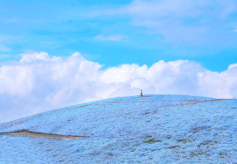 2027 Spring Flower Sea Limited: Ashikaga Flower Park Wisteria & Hitachi Seaside Park Nemophila One-Day Tour (Departing from Tokyo) - Two spring parks, one long day