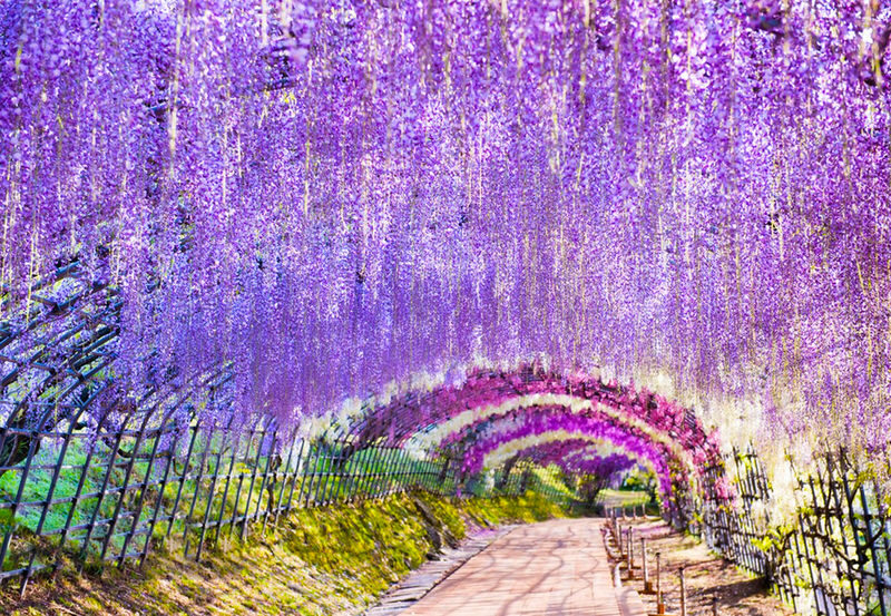 2027 Spring Flower Sea Limited: Ashikaga Flower Park Wisteria & Hitachi Seaside Park Nemophila One-Day Tour (Departing from Tokyo) - Ashikaga’s wisteria and garden details