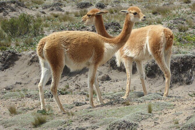 21 day Ecuador tour in Andean jungle and cloud forest - Key Points