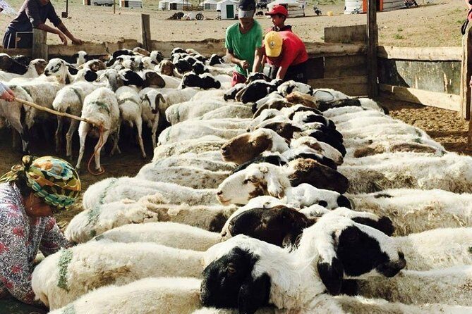 2D,1N Gobi desert and Old city Kharkhorum stay with Nomadic family - Who Is This Tour Best For?