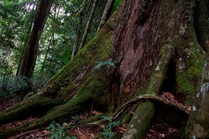 2D1N Jungle Trek | 2 Night accommodation | Pick up and drop off - Who Should Consider This Tour?