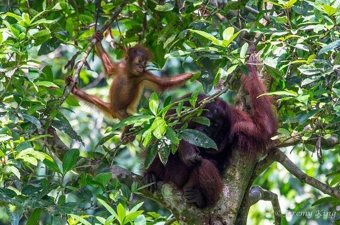 2D1N Sandakan Private Tour with Kinabatangan River Cruise - Frequently Asked Questions (FAQs)