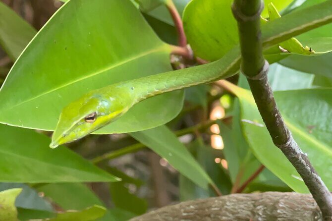2h Bentota River Safari: Crocodiles, Monkeys, Mangrove & more - Exploring the Bentota River Safari in Detail