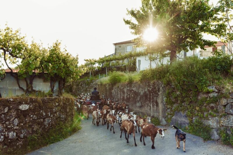 2h Quad Tour  Arcos de Valdevez  Peneda Gerês - Final Thoughts