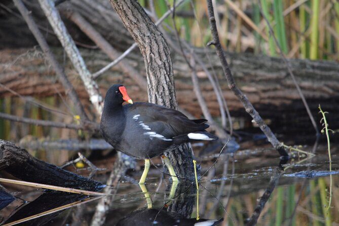 2Hour Everglades Kayak Safari Adventure Through Mangrove Tunnels - Frequently Asked Questions