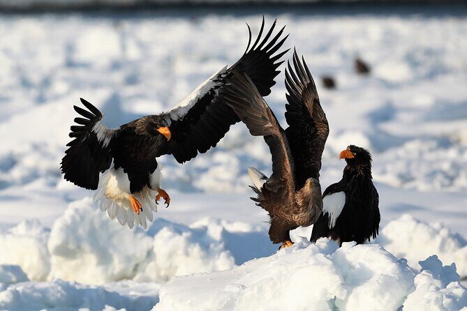 2hours Drift ice walk guided tour in Shiretoko National Park - Who Will Love This Tour?