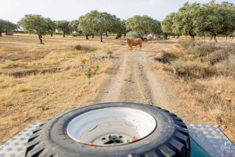 2hr Cork Safari in a Classical Land Rover - Final Thoughts