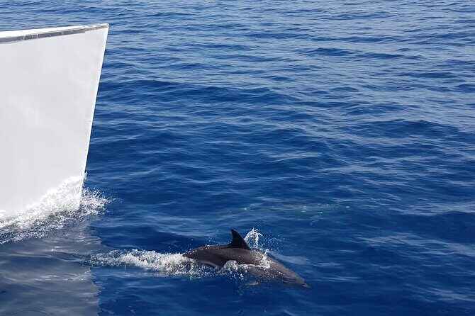 2hrs Dolphins Sunset Sailing Cruise With Drink - Detailed Review of the Sunset Dolphin Cruise