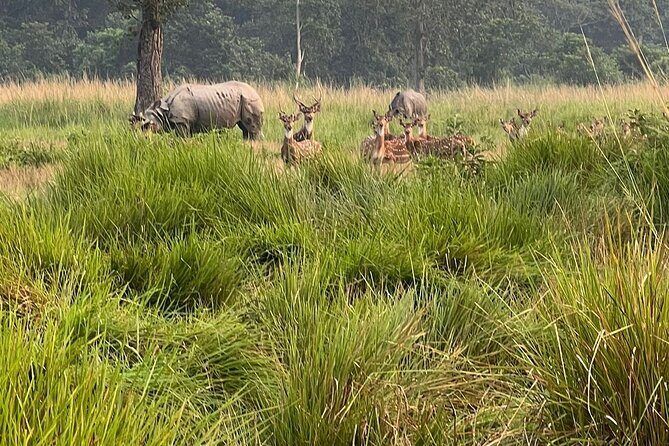 2Night 3Day Chitwan Jungle Tower Night Stay and CNP Nepal Safari - An In-Depth Look at the 3-Day Chitwan Safari Experience