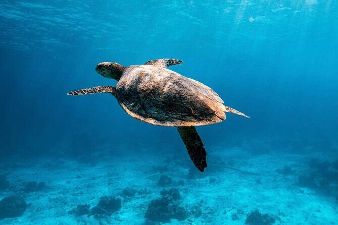 2x Snorkelling Phi Phi, Maiton, Maya Bay, khai islands tour - An Authentic Phuket Snorkeling Adventure with Majestic Views and Well-Organized Comfort