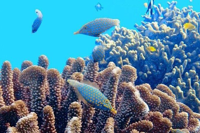 2x1 Tour: Isla Contoy, Isla Mujeres, Open Bar, Lunch and Transfers - Final Thoughts: Is It Worth It?