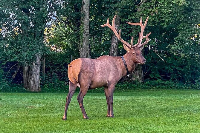 3 - 3.5 HR Smoky Mtn. Cherokee Eco Elk Safari Jeep Adventure - Key Points