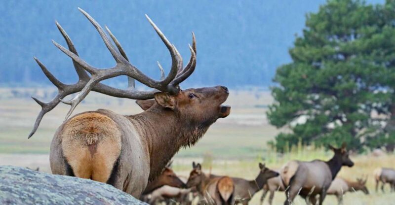 3/4 Day RMNP Mtn to Sky+Bear Lake Rd Tour-RMNPhotographer - Experience the Rockies with a Personal Touch: 3/4 Day RMNP Mtn to Sky+Bear Lake Rd Tour-RMNPhotographer