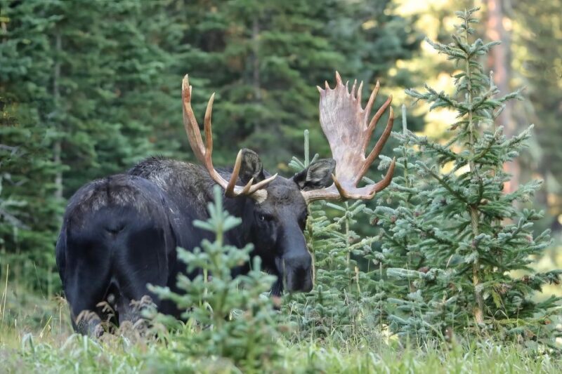 3/4 Day RMNP Mtn to Sky+Bear Lake Rd Tour-RMNPhotographer - Final Thoughts: Is This Tour For You?