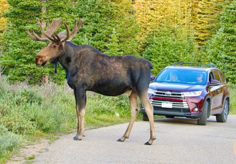 3/4 Day RMNP Mtn to Sky+Bear Lake Rd Tour-RMNPhotographer - FAQs