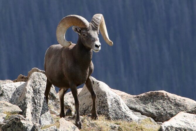 3/4 Day Rocky Mountain NP "Mountain to Sky+Bear Lake Rd" Tour - RMNPhotographer - Discover the Rockies: A Personal 6-Hour Adventure with RMNPhotographer