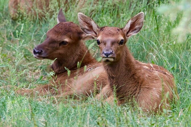 3/4 Day Rocky Mountain NP "Mountain to Sky+Bear Lake Rd" Tour - RMNPhotographer - Frequently Asked Questions